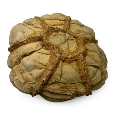 Fossilized Rock