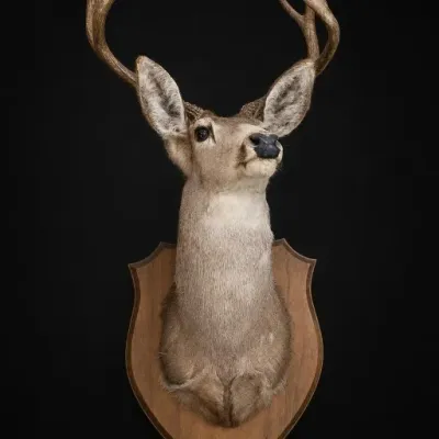 Mounted Deer Head Taxidermy