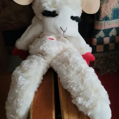 Sale Photo Thumbnail #6: Lamb Chop
