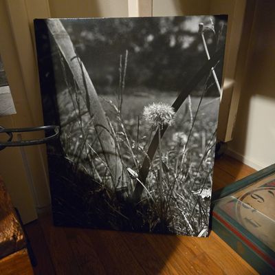 Sale Photo Thumbnail #912: Black and White Dandelion Seed Head Photograph