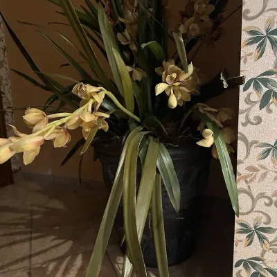 Sale Photo Thumbnail #57: Oversized designer faux floral arrangement with orchids, tropical foliage, and a decorative planter. Substantial commercial-grade décor piece suitable for a foyer, lobby, or large residential space.