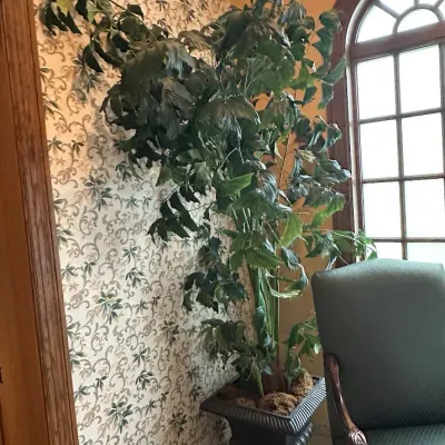 Sale Photo Thumbnail #60: Large faux tropical tree featuring broad foliage and a decorative square pedestal planter. Commercial-scale accent piece formerly used in a high-end clubhouse interior.