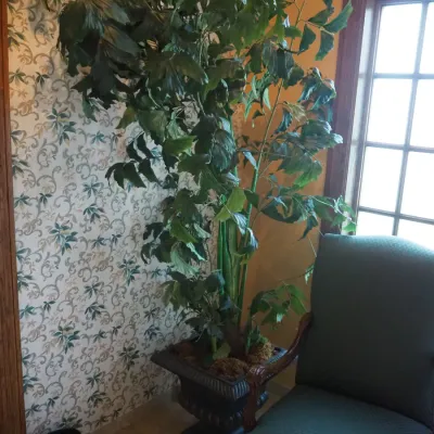 Sale Photo Thumbnail #61: Large faux tropical tree featuring broad foliage and a decorative square pedestal planter. Commercial-scale accent piece formerly used in a high-end clubhouse interior.