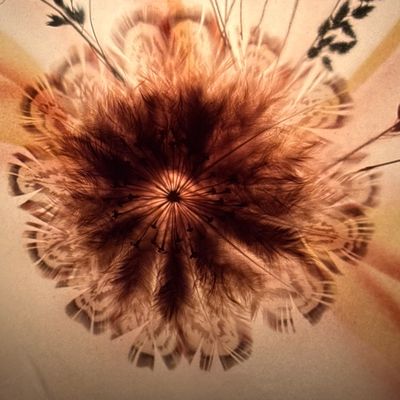 Sale Photo Thumbnail #593: North Dakota artist Ida Lee created this electric wall Lamp sconce using Dakota native grasses and native bird feathers. She is also known for her wall pictures under her name of Ida Prokop Bisek, Ida Lee Prokop or Ida Lee Prokop Bisek. This sconce is app