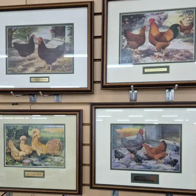 4 Signed A.O. Schilling 1928 Masterworks Chicken Art Prints - Bull-Laced Polish - Broiler Cross 
