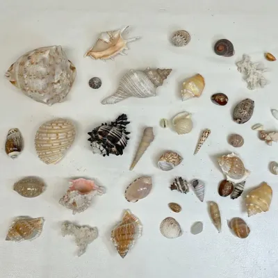 Variegated seashells polished rocks and more
