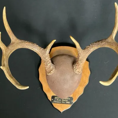 Whitetail Deer Antler Mount