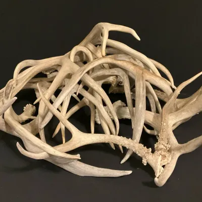 Whitetail Deer Antlers