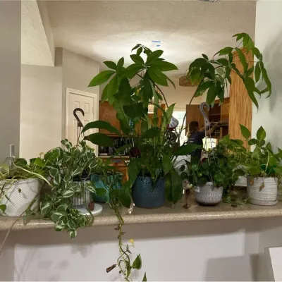 Live Indoor Plants Including Money Tree, Pothos And More 