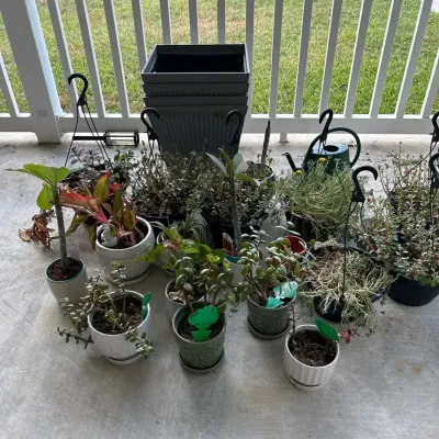 Large Selection Of Outdoor Plants, Planters, And More