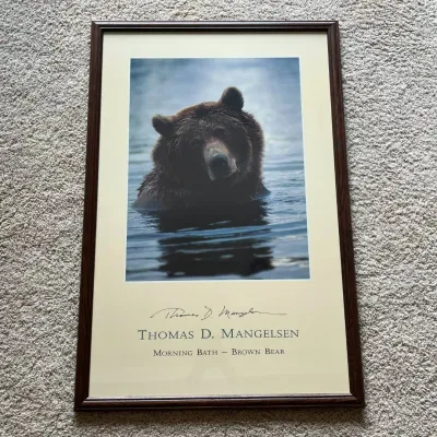 Sale Photo Thumbnail #88: Framed Thomas D. Mangelsen “Morning Bath – Brown Bear” wildlife photograph featuring a large brown bear partially submerged in water at Brooks River, Katmai National Park, Alaska. Mangelsen is a nationally recognized wildlife and nature photographer