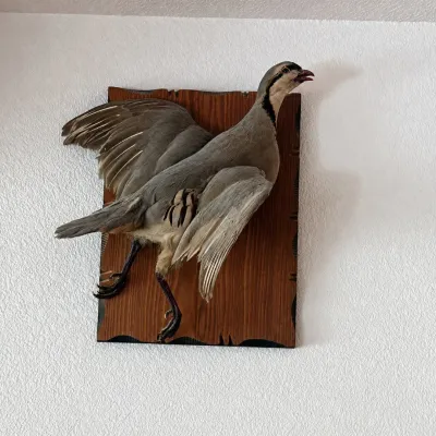 Sale Photo Thumbnail #35: Taxidermy chukar partridge presented in a dynamic wings-spread pose on a rustic wood wall plaque. The bird displays the characteristic gray-brown plumage, contrasting facial and neck markings, barred side feathers, and reddish beak and legs associated wit