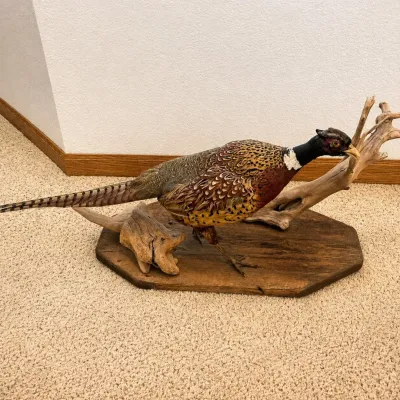 Sale Photo Thumbnail #34: Full-body taxidermy mount of a male ring-necked pheasant, displaying the species’ distinctive colorful plumage, white neck ring, red facial markings, and long barred tail feathers. The pheasant is posed standing on a rustic wood plaque with natural drif