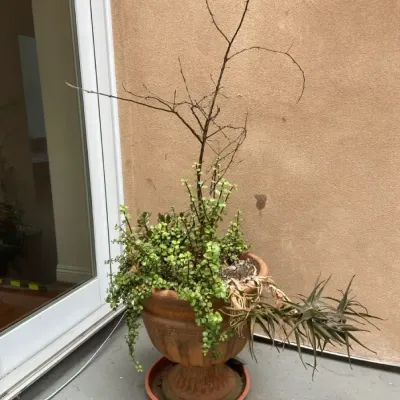 Live Succulent Plant In Terracotta Planter