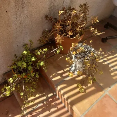 3 Live Succulents in Planters