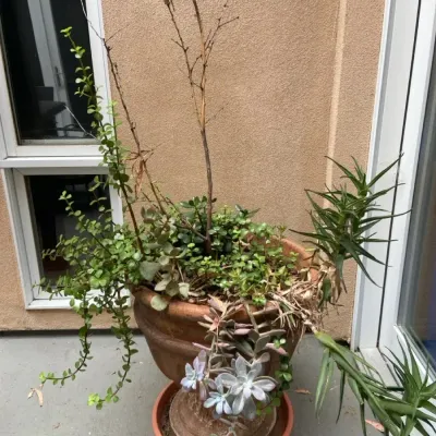 Live Succulent Plant In Terracotta Planter