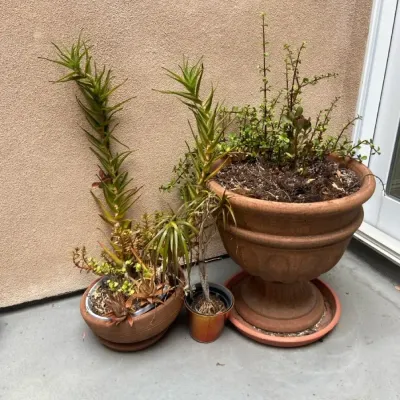 5 Pots. Live Succulent Plant In Terracotta Planter Plus 2 Smaller Plants