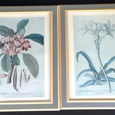 Framed Vintage Botanical Print Pair