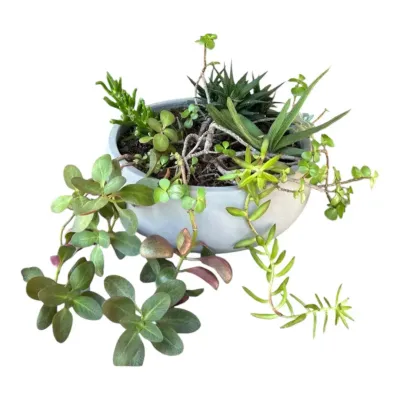 Round Concrete Planter Pot Filled With Assorted Living Succulents