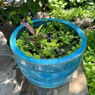 Blue Glazed Ceramic Planter - Lot 2