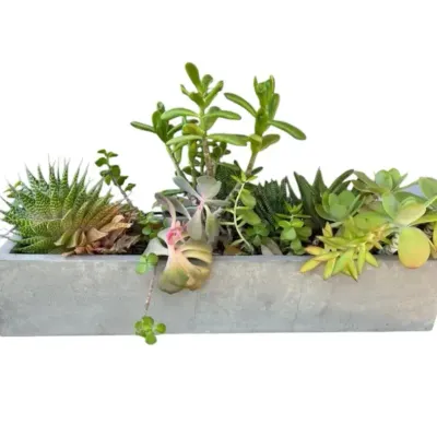 Modern Concrete Planter Box Filled With Assorted Living Succulents