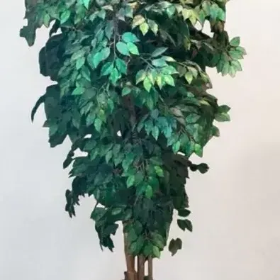 7-foot Tall Faux Ficus Tree in Ceramic Pot *Upstairs*