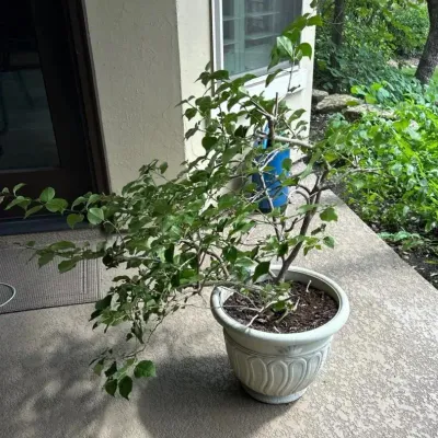 Grossfillex Resin Planter With Beautiful Bougainvillea