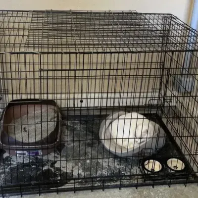 Large Pet Kennel