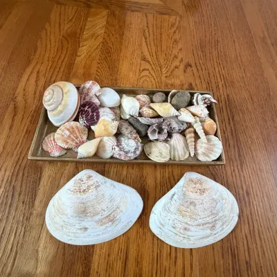 Collection Of Seashells On Golden Tray