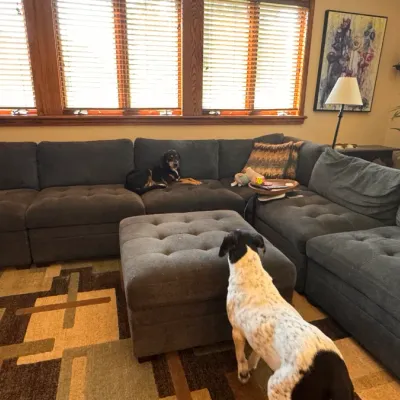 Sale Photo Thumbnail #17: Dogs not included. 
