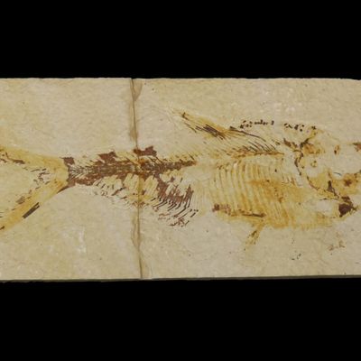 Sale Photo Thumbnail #523: Very Detailed Fish Fossil (Diplomystus) from the Green River Formation in Wyoming, 50 Million Years old! Amazing High Grade Example! Broken and glued tightly.