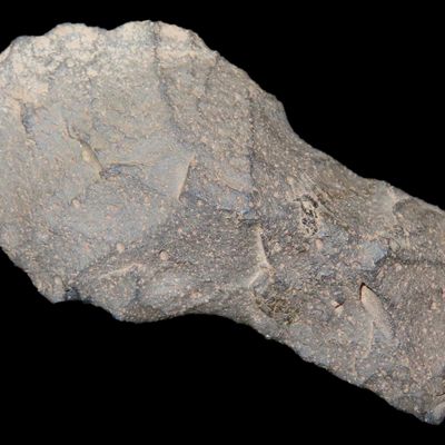 Sale Photo Thumbnail #154: 2 1/16" Alberta found in Beaverhead Co., Montana. Motley COA. Great rare example, well patinated and nicely flaked example.