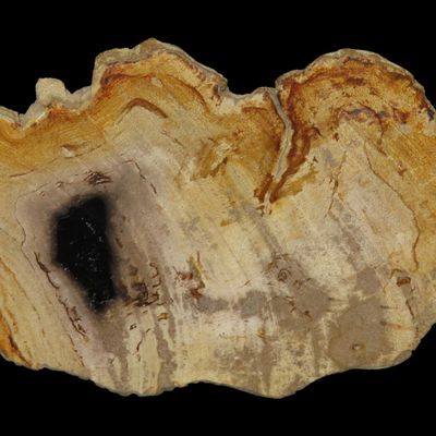 Sale Photo Thumbnail #590: Large Colorful Polished Slab of Petrifeid Wood. Fully Polished on Both Sides, Beautiful Colorful Example.