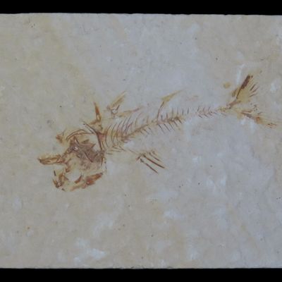 Sale Photo Thumbnail #566: Very Detailed Fish Fossil (Diplomystus) from the Green River Formation in Wyoming, 50 Million Years old! Amazing High Grade Example!