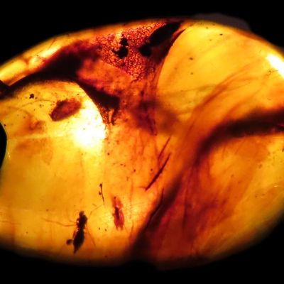 Sale Photo Thumbnail #471: Fossil Amber with Multiple Encased Insects, Great Specimen with Easily Visible Bugs. 100 Million Years Old, from the Hukawng Valley, Burma-Myanmar. Burnite. Burmese Amber.