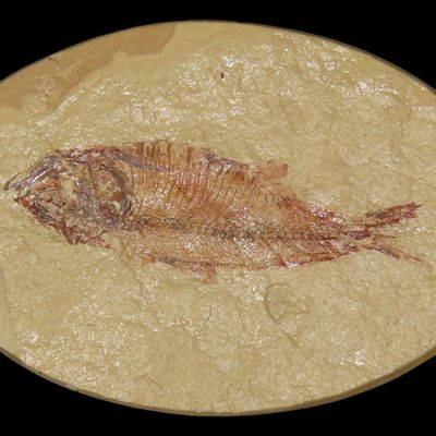 Sale Photo Thumbnail #483: Very Detailed Fish Fossil (Diplomystus) from the Green River Formation in Wyoming, 50 Million Years old! Amazing High Grade Example!
