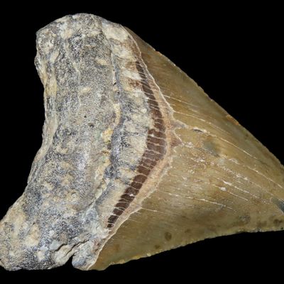 Sale Photo Thumbnail #557: Large 3 5/16" Megalodon Shark Tooth, 2.5-23 Million Year Old Fossil found off the coast of the Carolinas. No Repair, No Resto, No Polishing. Great Example!