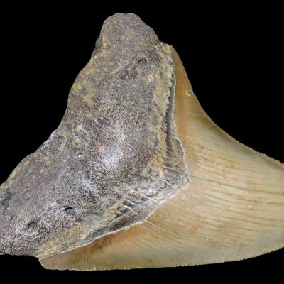 Sale Photo Thumbnail #565: Large Megalodon Shark Tooth, 2.5-23 Million Year Old Fossil found off the coast of the Carolinas. No Repair, No Resto, No Polishing. Great Example!