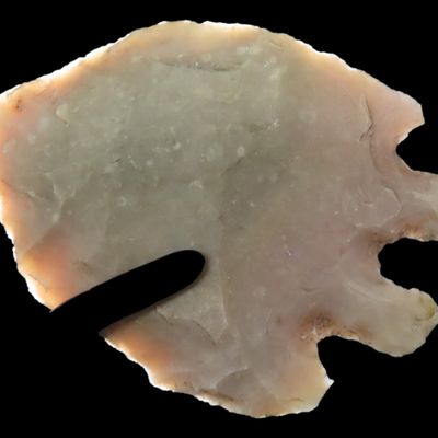 Sale Photo Thumbnail #260: Nice 2 5/16" Texas Bucktooth Montell found in Gillespie County, TX. Classic Example!
