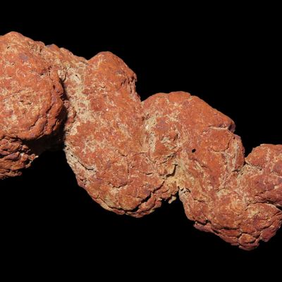 Sale Photo Thumbnail #585: Large Dinosaur Poop Fossil, Coprolite, Appr. 100 Million Years old Fossilized Dino Dung, Great Well Formed Example!