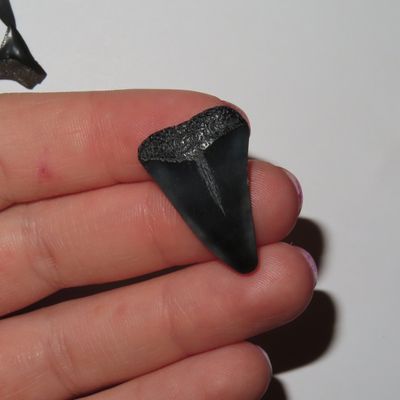 Sale Photo Thumbnail #461: Lot of 200 Sharks Teeth found in Florida with Identification Card. Sand Shark, Tiger Shark, Lemon Shark, Bull Shark, Mako Shark