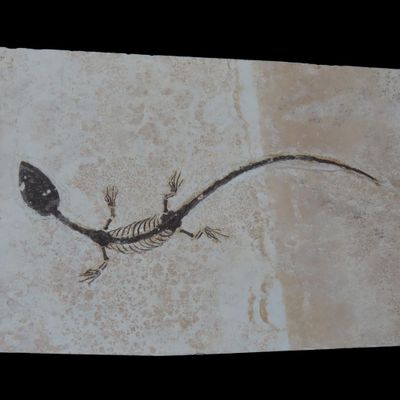 Sale Photo Thumbnail #529: Amazing Dinosaur Keichousaurus / Nothosaur Fossil, 50-250 Million Year Old Amphibian Marine Reptime Dino Fossil