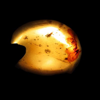 Sale Photo Thumbnail #487: Fossil Amber with Multiple Encased Insects, Great Specimen with Easily Visible Bugs. 100 Million Years Old, from the Hukawng Valley, Burma-Myanmar. Burnite. Burmese Amber.