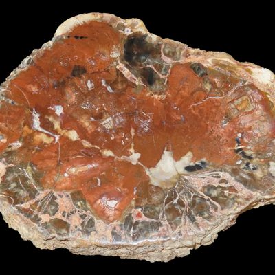 Sale Photo Thumbnail #494: Large Colorful Polished Slab of Petrifeid Wood. Fully Polished on Both Sides, Beautiful Colorful Example.