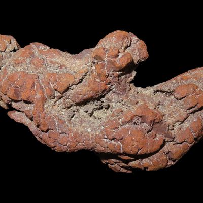 Sale Photo Thumbnail #617: Large Dinosaur Poop Fossil, Coprolite, Appr. 100 Million Years old Fossilized Dino Dung, Great Well Formed Example!
