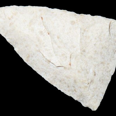Sale Photo Thumbnail #181: Perfect Florida Pinellas Triangle found in Pasco County, Fl. Finely Flaked example. Ex Brian Boles Collection. Deep South Arrowhead.