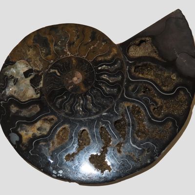 Sale Photo Thumbnail #513: Huge 5 1/2" Cut Ammonite Fossil, Amazing Colors, Highly Polished Example.