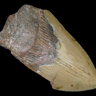 Sale Photo Thumbnail #589: Large 3 7/8" Megalodon Shark Tooth, 2.5-23 Million Year Old Fossil found off the coast of the Carolinas. No Repair, No Resto, No Polishing. Great Example!