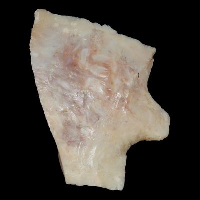 Sale Photo Thumbnail #895: Big Heartbreaker Florida Hillsborough / Newnan. Colorful Translucent Coral