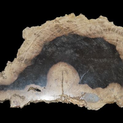 Sale Photo Thumbnail #510: Large Colorful Polished Slab of Petrifeid Wood. Fully Polished on Both Sides, Beautiful Colorful Example.
